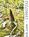 Bamboo shoots are growing 139937232