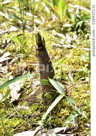 Bamboo shoots are growing 139937232