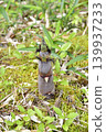 Bamboo shoots have grown 139937233