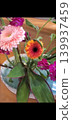 Gerberas arranged on a plate 139937459