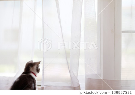Kitten in the window side Kitten in the window side 139937551