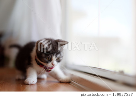 Kitten in the window side Kitten in the window side 139937557