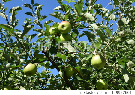 Green apples beginning to ripen, approximately 5cm in diameter. Green apples beginning to ripen, approximately 5cm in diameter. 139937601