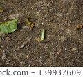 Green caterpillar crawling on dry brown soil in the garden 139937609