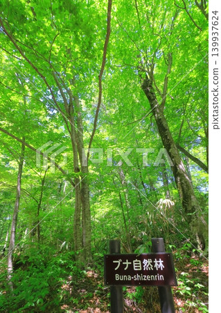 Shirakami Mountains and Twelve Lakes (Beech forest in fresh greenery, Fukaura Town, Aomori Prefecture, vertical composition) Shirakami Mountains and Twelve Lakes (Beech forest in fresh greenery, Fukaura Town, Aomori Prefecture, vertical composition) 139937624