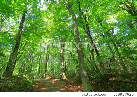 Shirakami Mountains and Twelve Lakes (Beech forest in fresh greenery, Fukaura Town, Aomori Prefecture) Shirakami Mountains and Twelve Lakes (Beech forest in fresh greenery, Fukaura Town, Aomori Prefecture) 139937626