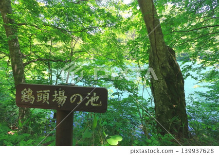 Shirakami Mountains and Twelve Lakes (Keitoba Pond in the fresh greenery, Fukaura Town, Aomori Prefecture) Shirakami Mountains and Twelve Lakes (Keitoba Pond in the fresh greenery, Fukaura Town, Aomori Prefecture) 139937628
