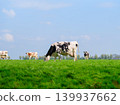 Agriculture. Farm. Domestic animals on the farm. Cow grazing in the meadow. 139937662