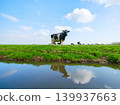 Agriculture. Farm. Domestic animals on the farm. Cow grazing in the meadow. 139937663