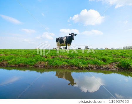 Agriculture. Farm. Domestic animals on the farm. Cow grazing in the meadow. Agriculture. Farm. Domestic animals on the farm. Cow grazing in the meadow. 139937663