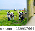 A group of domestic lambs and sheep grazing in a green pasture next to a wooden farm fence. 139937664