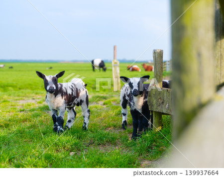 A group of domestic lambs and sheep grazing in a green pasture next to a wooden farm fence. A group of domestic lambs and sheep grazing in a green pasture next to a wooden farm fence. 139937664
