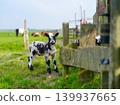 A single white domestic lamb standing on a green grass field near a wooden farm fence. 139937665