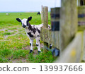 A single white domestic lamb standing on a green grass field near a wooden farm fence. 139937666