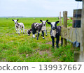A group of domestic lambs and sheep grazing in a green pasture next to a wooden farm fence.  139937667