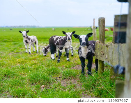 A group of domestic lambs and sheep grazing in a green pasture next to a wooden farm fence. A group of domestic lambs and sheep grazing in a green pasture next to a wooden farm fence. 139937667