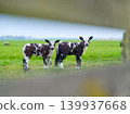 A group of domestic lambs and sheep grazing in a green pasture next to a wooden farm fence.  139937668
