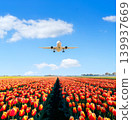 Airplane landing over vibrant rows of tulips in the Schiphol airport, Netherlands. 139937669