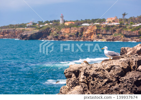 Seagull on rocky Atlantic coast near Cascais Portugal Seagull on rocky Atlantic coast near Cascais Portugal 139937674