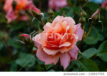 A close-up of elegantly blooming pink roses A close-up of elegantly blooming pink roses 139937705