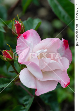 A close-up of elegantly blooming pink roses A close-up of elegantly blooming pink roses 139937706