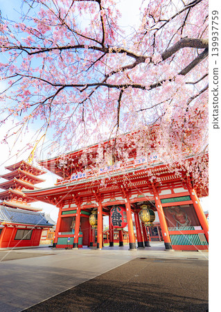 淺草寺寶藏門春景及垂枝櫻花 淺草寺寶藏門春景及垂枝櫻花 139937759
