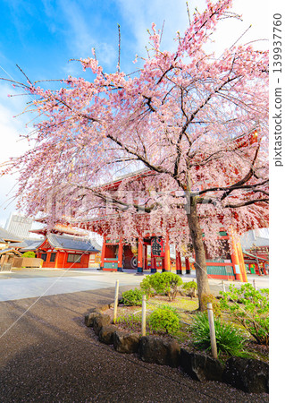 淺草寺寶藏門春景及垂枝櫻花 淺草寺寶藏門春景及垂枝櫻花 139937760