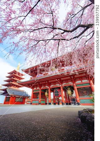 淺草寺寶藏門春景及垂枝櫻花 淺草寺寶藏門春景及垂枝櫻花 139937762