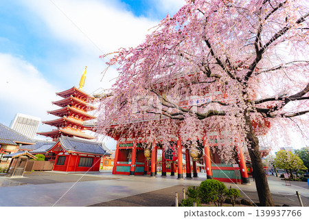淺草寺寶藏門春景及垂枝櫻花 淺草寺寶藏門春景及垂枝櫻花 139937766