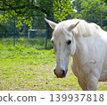 White horse head close up view outdoors 139937818