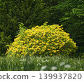 Ornamental garden shrub with golden yellow leaves in spring park 139937820