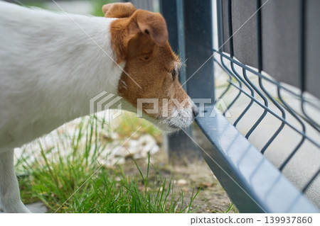 Small white and brown dog looking through metal fence in a grassy yard Small white and brown dog looking through metal fence in a grassy yard 139937860