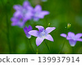 Purple wild bellflower close up on blurred green background 139937914