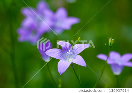 Purple wild bellflower close up on blurred green background Purple wild bellflower close up on blurred green background 139937914
