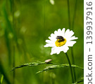 Single daisy flower with a small insect on a blurred green background 139937916