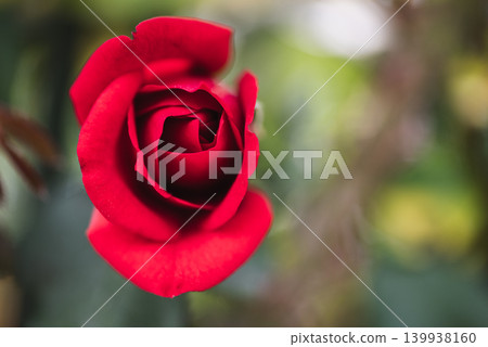 一朵紅玫瑰 一朵紅玫瑰 139938160
