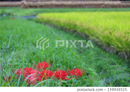 Cluster amaryllis blooming on the shore of a grown rice field Cluster amaryllis blooming on the shore of a grown rice field 139938525