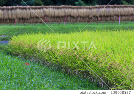 A fruitful autumn rural landscape A fruitful autumn rural landscape 139938527