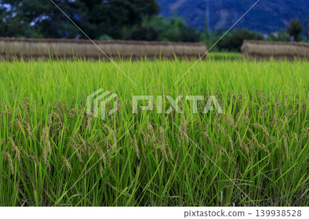 A fruitful autumn rural landscape A fruitful autumn rural landscape 139938528