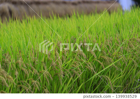 A fruitful autumn rural landscape 139938529