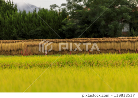 Autumn countryside scenery: rice paddies and rice drying Autumn countryside scenery: rice paddies and rice drying 139938537