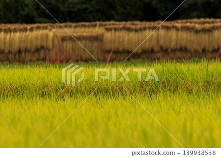 Autumn countryside scenery: rice paddies and rice drying 139938538