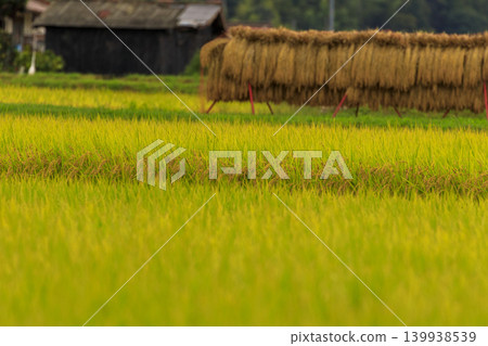 Autumn countryside scenery: rice paddies and rice drying 139938539