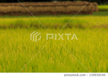 Autumn countryside scenery: rice paddies and rice drying 139938540