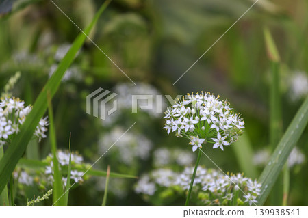 White flowers blooming in the autumn fields: Chive flowers White flowers blooming in the autumn fields: Chive flowers 139938541