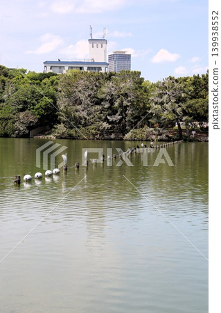 福岡市大濠公園的水禽 福岡市大濠公園的水禽 139938552