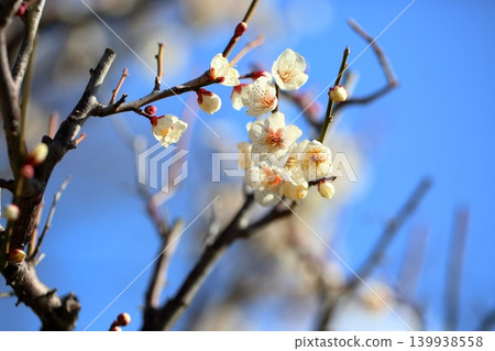 清爽的白色梅花、雪、月亮和鮮花 139938558
