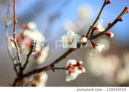 Refreshing white plum blossoms, snow, moon, and flowers Refreshing white plum blossoms, snow, moon, and flowers 139938559