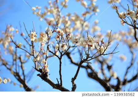 Refreshing white plum blossoms, snow, moon, and flowers Refreshing white plum blossoms, snow, moon, and flowers 139938562