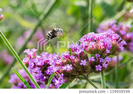 Bee pollinating purple flower in green garden, spring nature macro, blurred background Bee pollinating purple flower in green garden, spring nature macro, blurred background 139938599